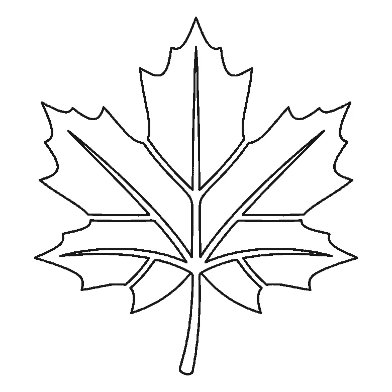 Step-by-step drawing sheet: a five-lobed maple leaf, built up over six frames one lobe at a time with its centre vein, starting at the top and alternating right and left, with the two small base lobes and the stem last, black outlines on white