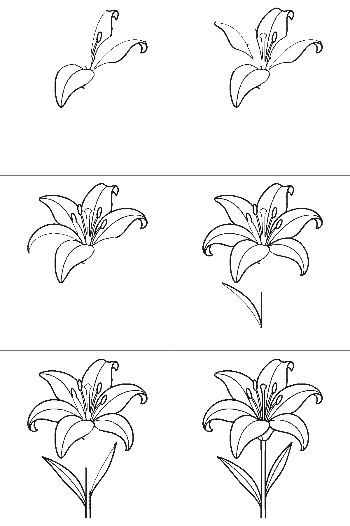 Step-by-step drawing sheet: an open lily on a stem, built up over six frames from three of the six petals to the rest two at a time, then the stem and the two long leaves, with the central pistil and stamens last, black outlines on white