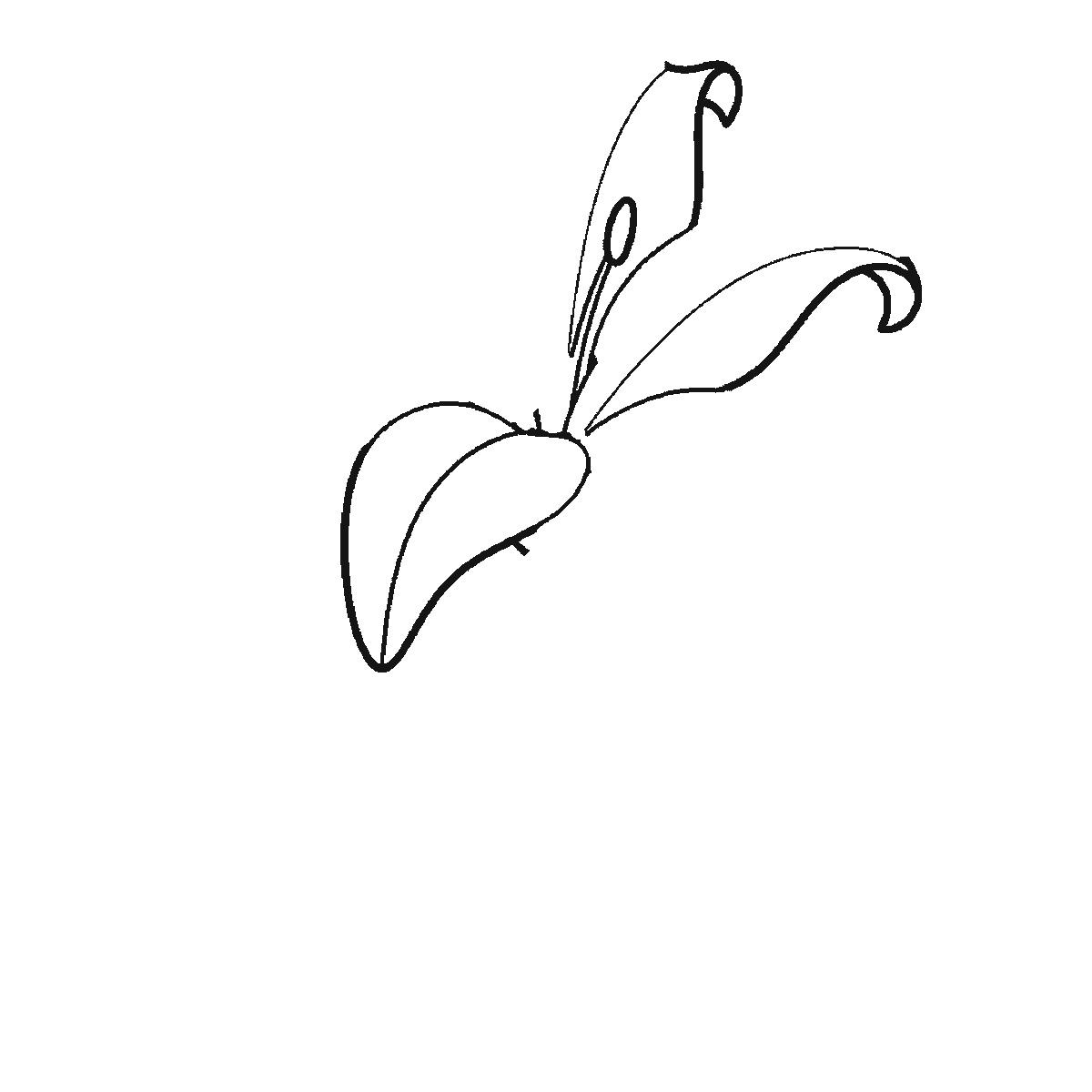 Step 1 of 6: Step-by-step drawing sheet: an open lily on a stem, built up over six frames from three of the six petals to the rest two at a time, then the stem and the two long leaves, with the central pistil and stamens last, black outlines on white