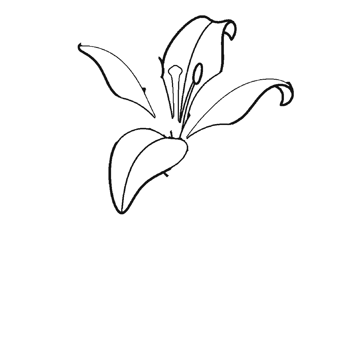 Step 2 of 6: Step-by-step drawing sheet: an open lily on a stem, built up over six frames from three of the six petals to the rest two at a time, then the stem and the two long leaves, with the central pistil and stamens last, black outlines on white